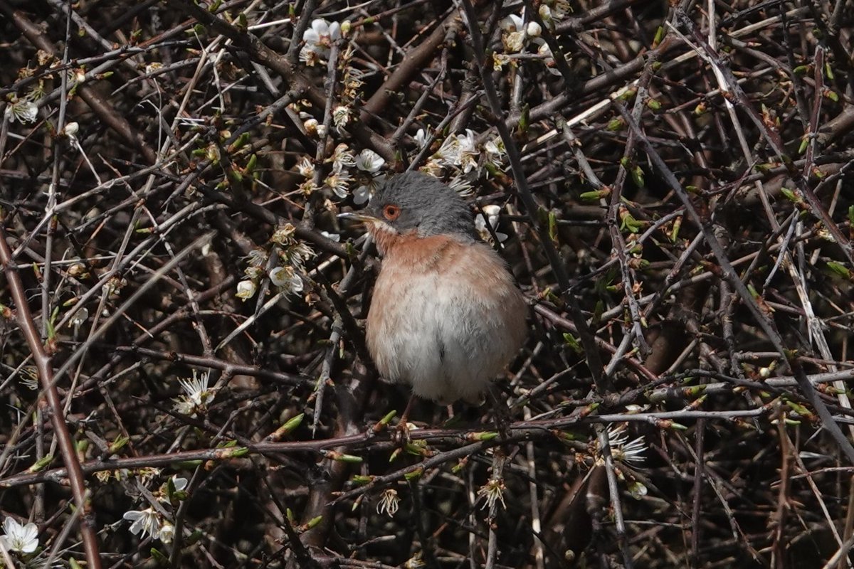Winter_Semeya's tweet photo. Some more of the Subalpine Warbler.
@DorsetBirdClub https://t.co/qCE25ktMbU