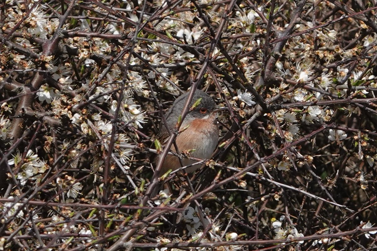 Winter_Semeya's tweet photo. Some more of the Subalpine Warbler.
@DorsetBirdClub https://t.co/qCE25ktMbU