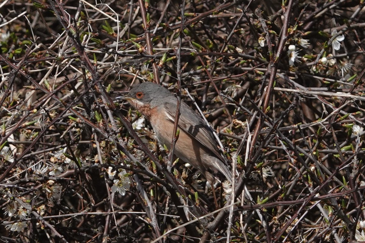 Winter_Semeya's tweet photo. Some more of the Subalpine Warbler.
@DorsetBirdClub https://t.co/qCE25ktMbU