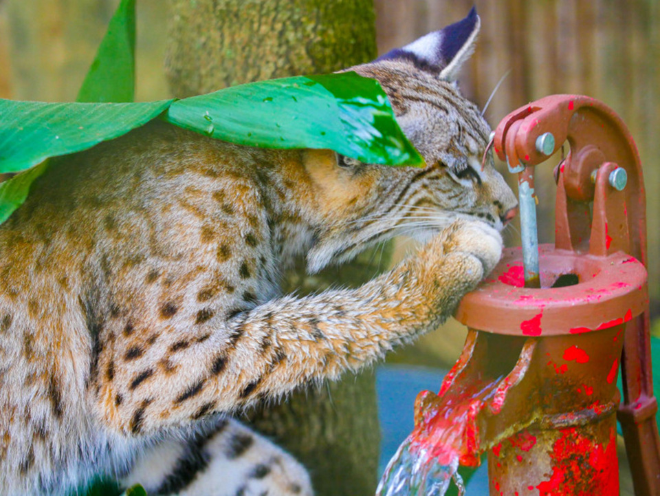 A purrfect home😻 Two active bobcat kittens have moved into their new home in the Louisiana Swamp exhibit at the @AudubonNature! The kittens are nearly a year old and bursting with energy and curiosity as they explore their new home. Read more in Connect: bit.ly/4aJoSV7