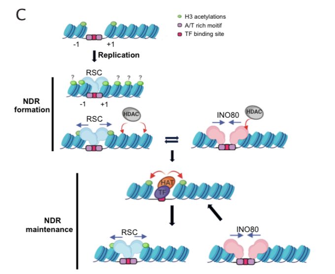 Happy to share our latest publication from <a href="/LabStutz/">Stutz Lab</a> about promoter NDR resetting following replication. 
biorxiv.org/content/10.110…

We found a two-step process: