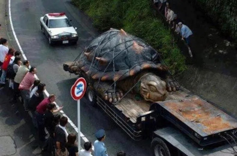 reminder that a gamera model was protagonist of a huge internet hoax back in the day, thought to be the world’s largest turtle discovered and was hidden by the government