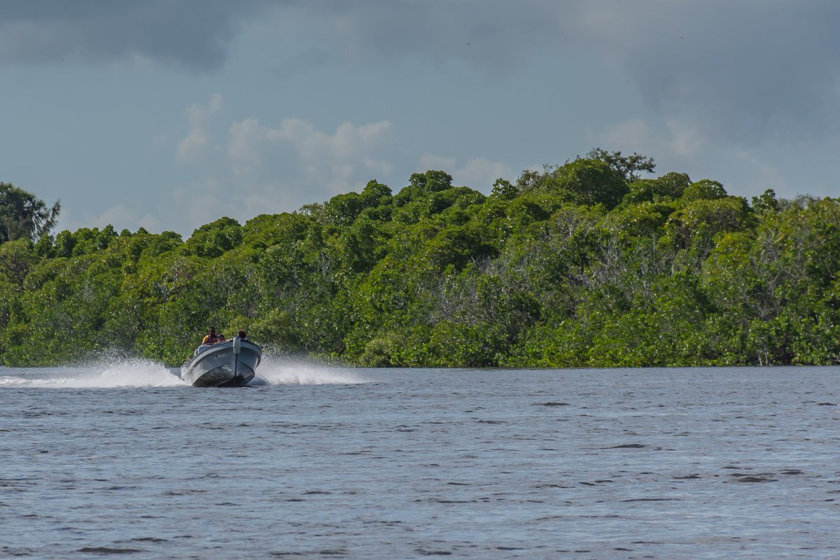 🌿🌍 Excited to be heading to Kenya tomorrow! I'll be spending a few weeks there with @MangroveProject and @Mangroves to teach a workshop on Community-based Ecological Mangrove Restoration and to work with local stakeholders on #restoration projects 🌱