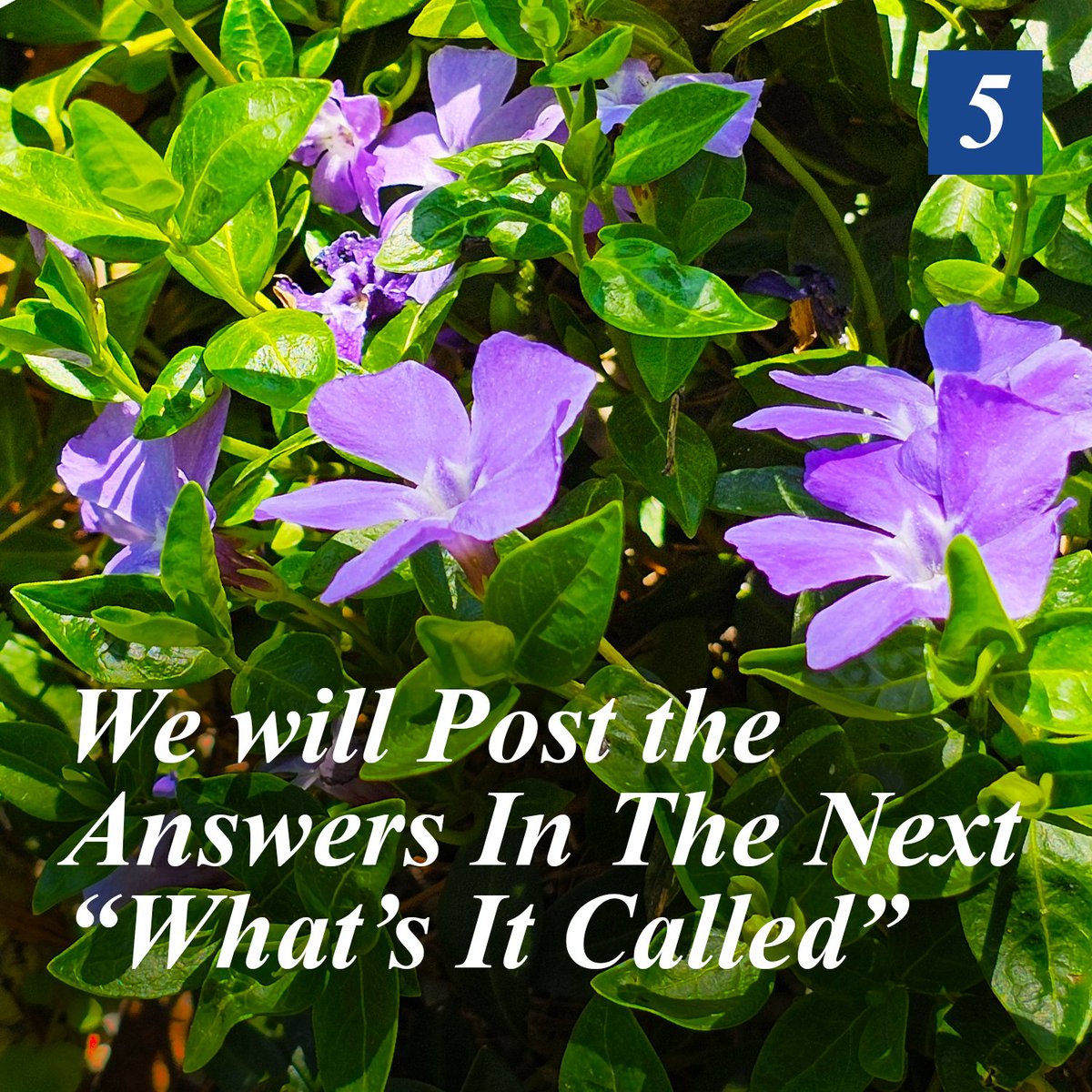 _WanderingTree's tweet photo. What’s It Called?

A flower guessing game brought to you by @wanderingtree

Give it your best shot and leave your answers below. We will pin the correct answers to the top of the comments.

(First Correct, First Pinned)

#illinoisvenue #countrygarden #botanicgarden #flowers https://t.co/qJ6s51NDNZ