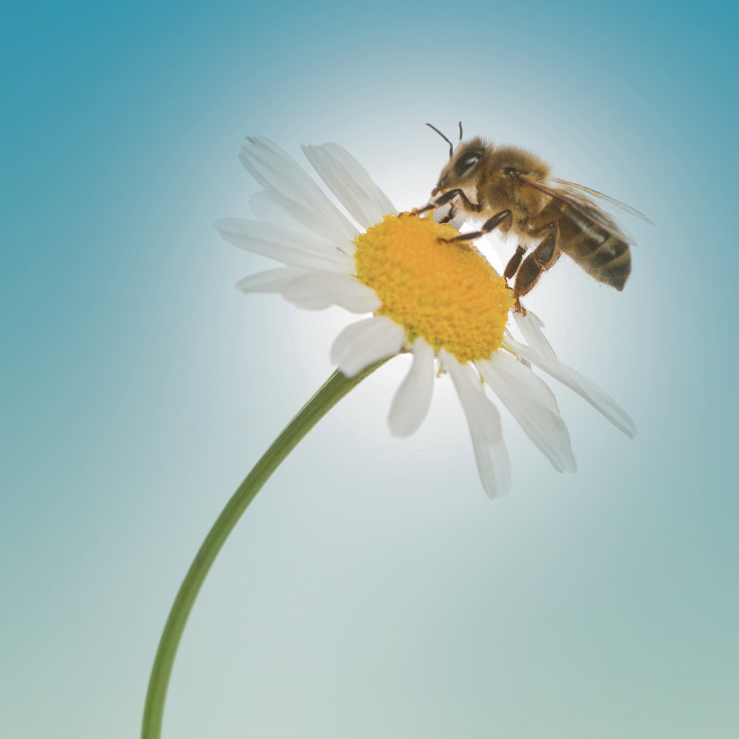 Hey, fun fact! Bees actually have an amazing sense of smell. With 170 specialized odor receptors, they're like nature's scent detectives, finding the best flowers for pollen and nectar! #BeeFacts #Pollinators #NatureLovers