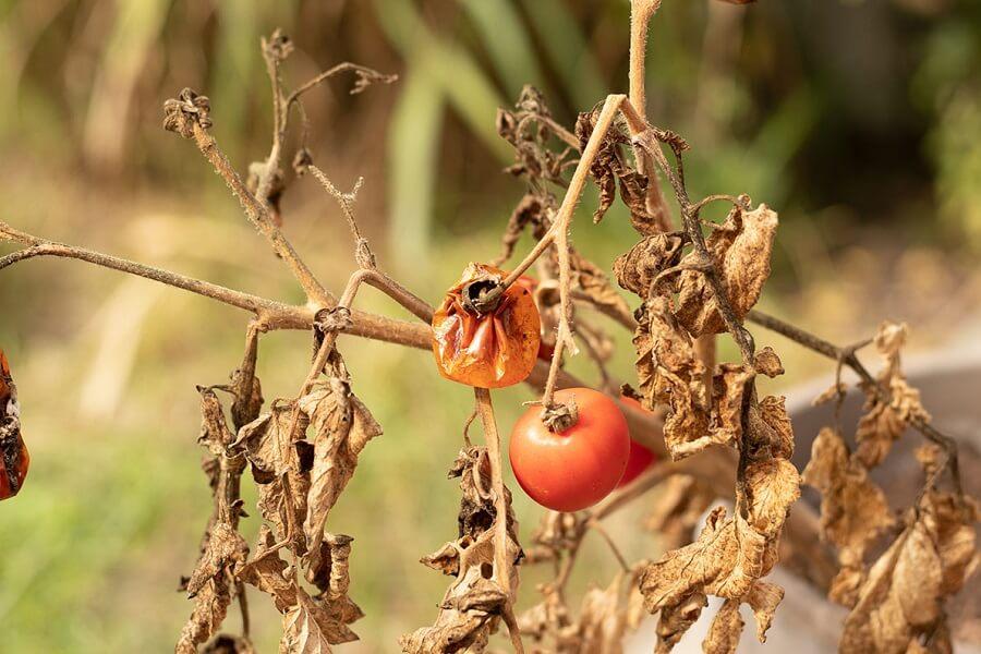 🗣️ “Tratar #tomates con el #CompuestoHB impide su pérdida de agua, lo cual ayuda en tiempos de #Sequía”. 📰 Purificación Lisón, investigadora del @IBMCP y profesora del Departamento de Biotecnología de la @eamnupv. ✍️ Lee la noticia en #Soziable ⬇️ soziable.es/entrevistas/tr…