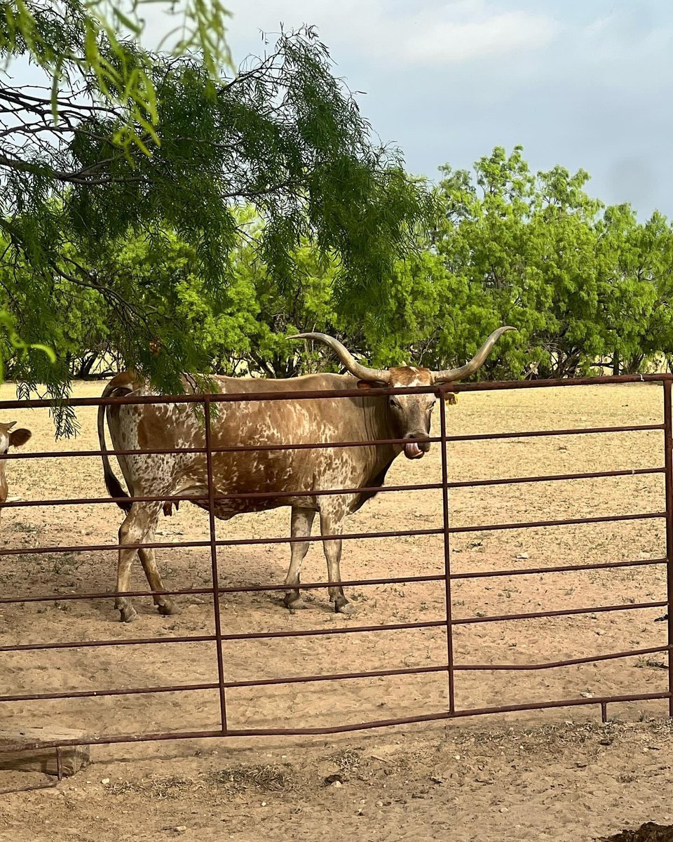 Well, made a new friend today and shot all the feathers off a good bird but he got away. Note to self, never trust a gun that’s been dropped. We are sighted back in and going back after it. Bad luck this am but still blessed to be doing what I love.