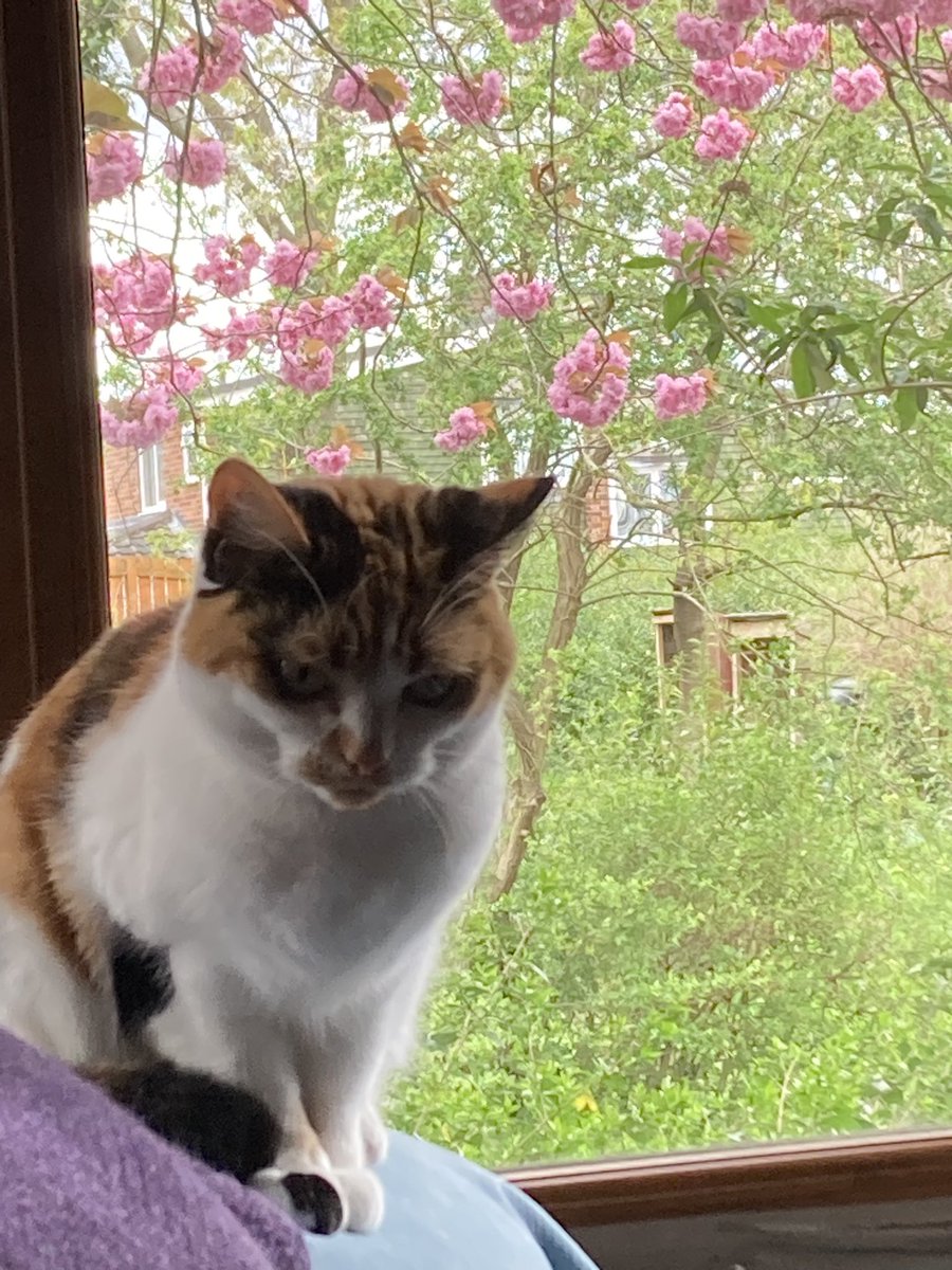 Biscuit cat my loyal writing pal (and source of distraction) is enjoying spring & the blossom coming out ahead of book launch day next week 🐈📖 Show me your writing company…