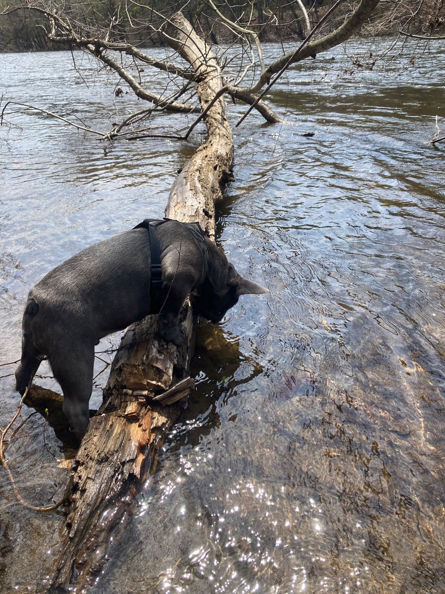 Bass Conquistador tweet media