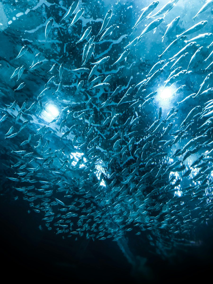 🌊🐟GM! Witness the breathtaking phenomenon of Sardine Runs! Millions of sardines migrate in massive schools along South Africa's coasts, creating an epic feeding frenzy for dolphins, sharks, and seabirds. 💙💙💙 #MindfulOcean #OceanTrivia #SavetheOcean