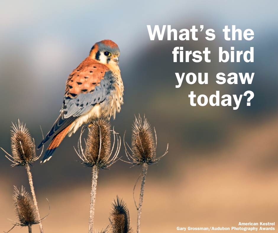 What's the first bird you saw today? Perhaps it was a beautiful #AmericanKestrel? ✨