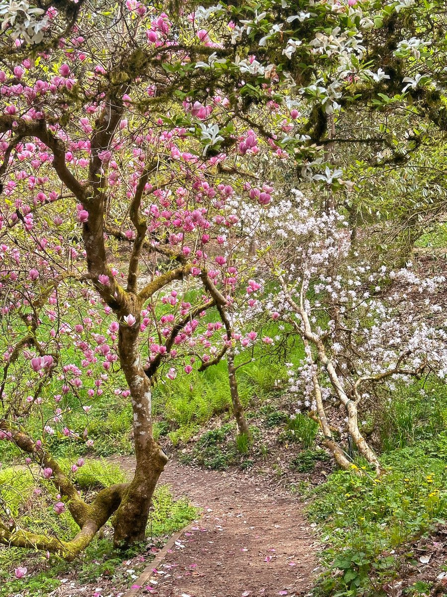 lunamothwitch's tweet photo. 🌷🤍 https://t.co/FfzyI0A2p6