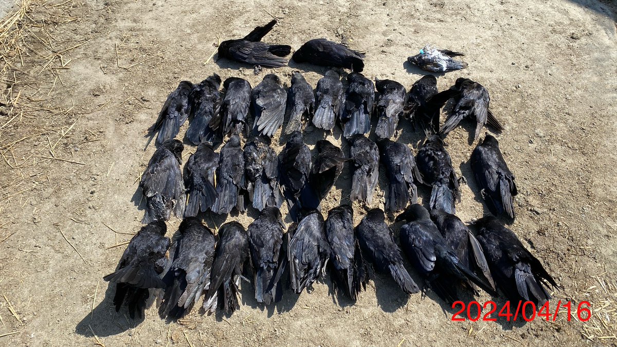 今年度のカラスの有害駆除1発目はいつもの牛屋さんへ！
今日はカラスが32羽とドバトが1羽
親父さんの話では200羽位はいるそうで、駆除のお金も100円上がった事だし今年は少し頑張っちゃいますか〜💪