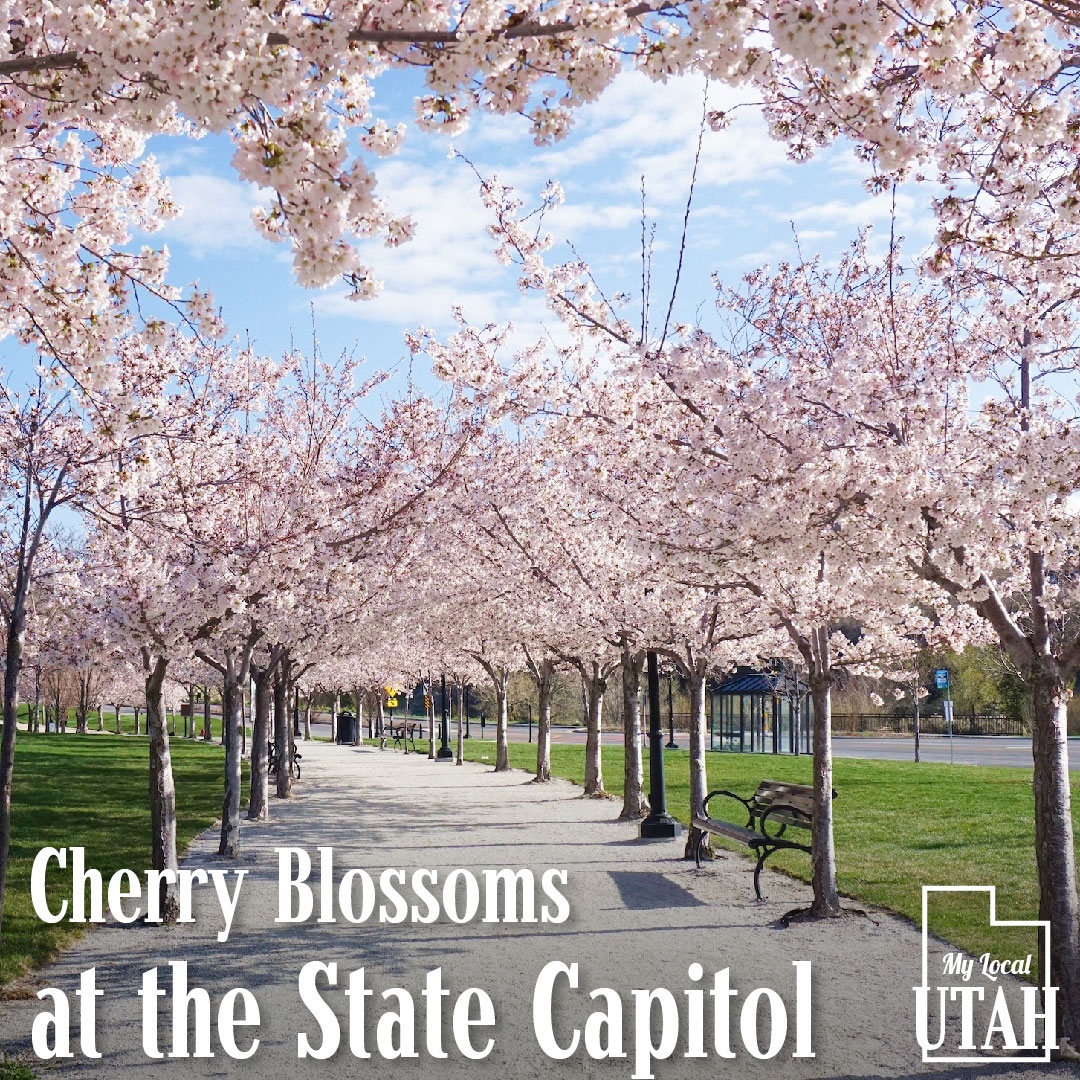 Spring has arrived at the Utah State Capitol with these stunning cherry blossoms in full bloom! 🌸  Share your cherry blossom pics, and possibly win a tumbler. #UtahLife #MyLocalUtah #UtahEvents #ExploreLocal 

Subscribe at 
MyLocalUtah.com/subscribe