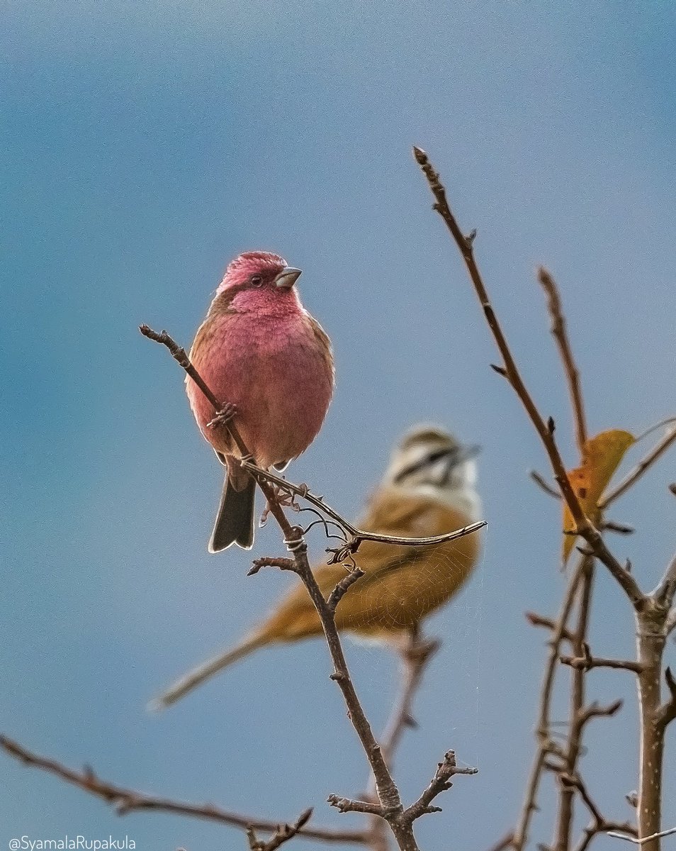 #indiaves #ThePhotoHour #BirdsOfTwitter #TwitterNatureCommunity #wildplanet #wildlife #BBCWildlifePOTD  #BirdsSeenIn2024 #NatureIn_Focus #birdtwitter #birds #natgeoindia Pink-browed Rosefinch with Rock Bunting in the background, clicked in heavy fog in Uttarakhand.