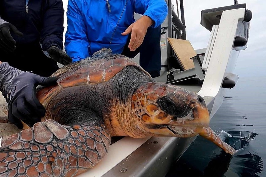 Legislation to protect endangered sea turtles has passed the House and heads to the Senate. The Sea Turtle Rescue Assistance & Rehabilitation Act enhances funding for sea turtle stranding response, rescue, rehabilitation, and release.  #WetTribe #TidetotheOcean #TurtleTuesday