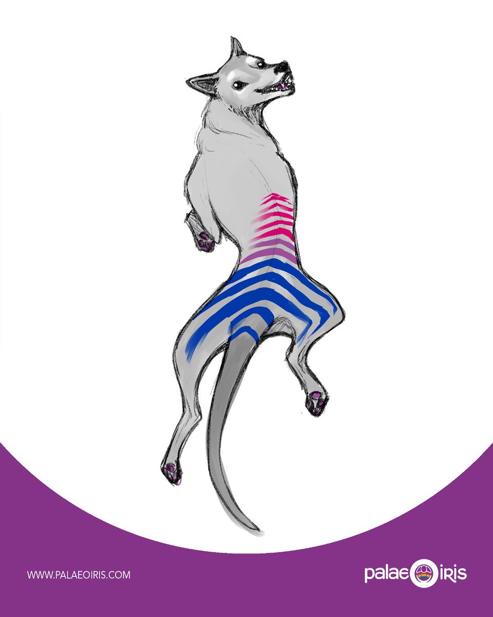 Bisexual Pride flag + Thylacine