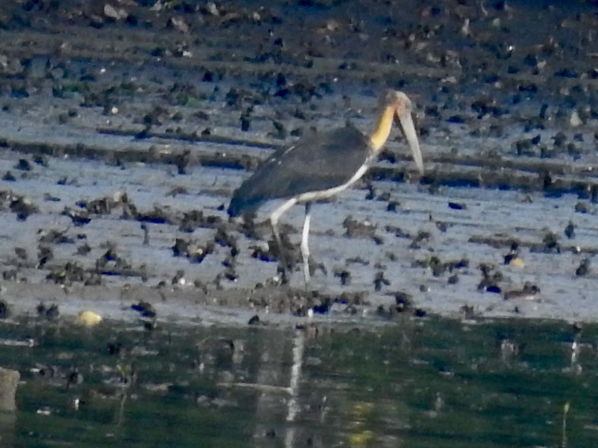koolshark2's tweet photo. #lesseradjutant: vulture-like stork, dare I say ugliest of the four stork species seen afar in #Singapore, where  they are generally rare. #birding https://t.co/vg3JetX8DQ