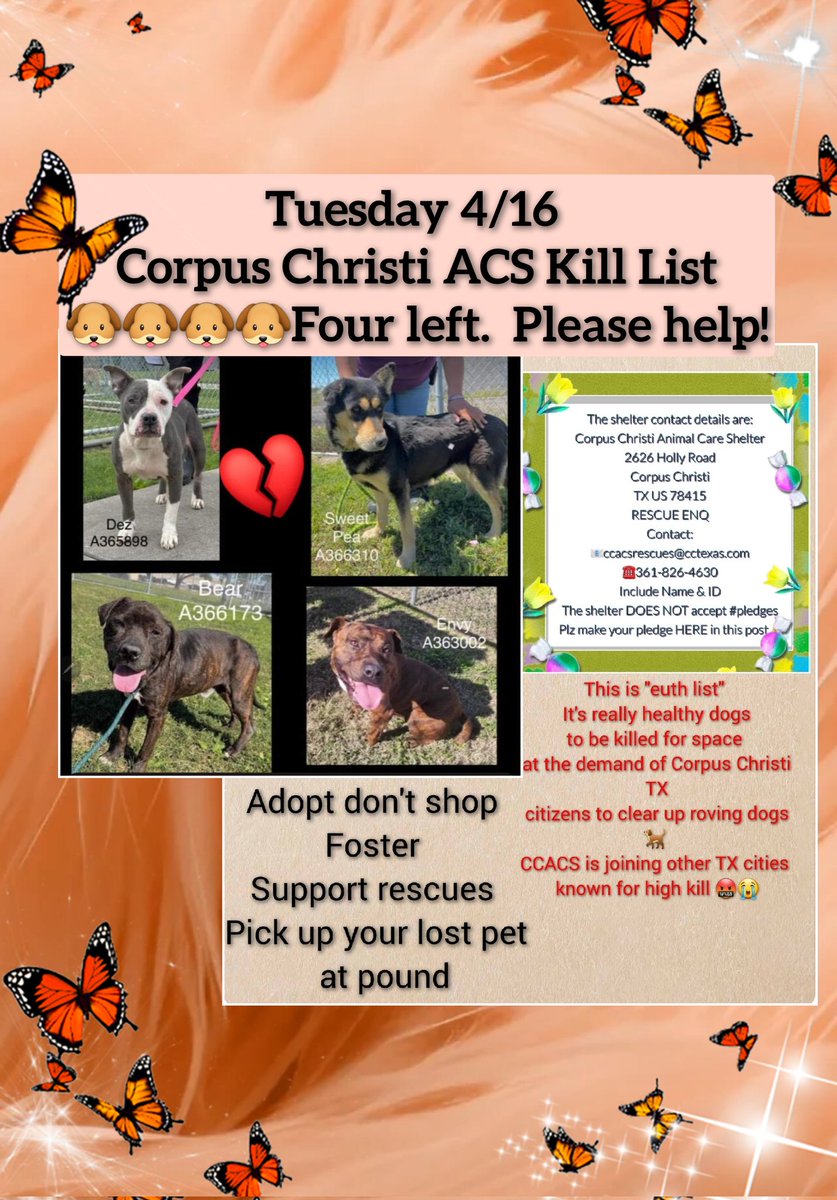 🆘️‼️URGENT There are four pups left on 4/16
#EuthList #CorpusChristiACS #TX 
ENVY #A363002 DEZ #A365898
BEAR #A366173  SWEET PEA #A366310
Please RT must be tagged b/f 0800 Tuesday 
Check out Corpus Mafia - Urgent Dogs's video! #TikTok tiktok.com/t/ZPRTKWLxv/