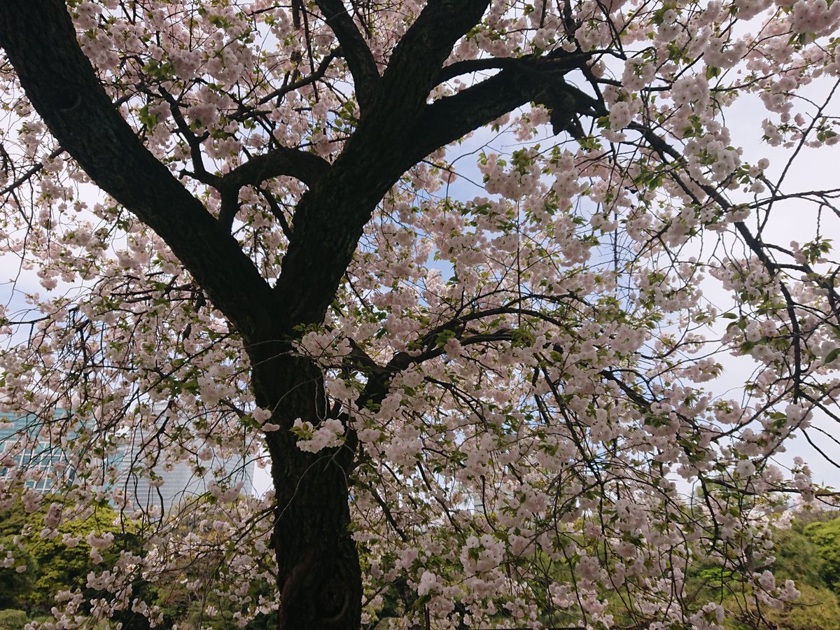 mysterysnack1's tweet photo. 2nd week of April #HamarikyuGarden
一葉 "Prunus lannesiana ‘Hisakura’" #DoubleFlowered
It is one of the varieties that was planted on 荒川堤, a famous scenic spot for cherry blossoms during the Edo period.
#beautifulplantsinTokyo #JapaneseGarden #spring #CherryBlossom https://t.co/8oW5RiSW3K