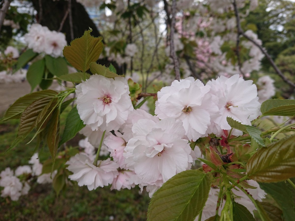 mysterysnack1's tweet photo. 2nd week of April #HamarikyuGarden
一葉 "Prunus lannesiana ‘Hisakura’" #DoubleFlowered
It is one of the varieties that was planted on 荒川堤, a famous scenic spot for cherry blossoms during the Edo period.
#beautifulplantsinTokyo #JapaneseGarden #spring #CherryBlossom https://t.co/8oW5RiSW3K