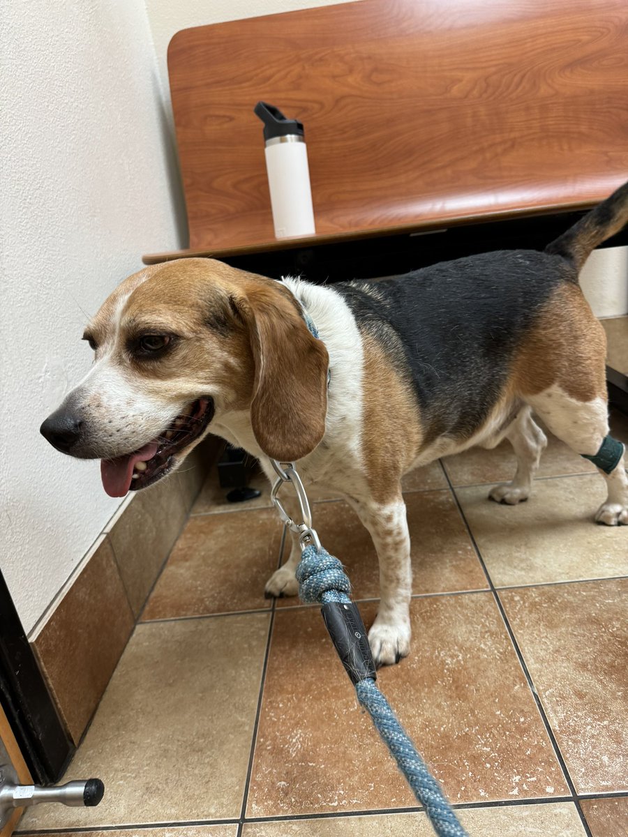 NewsPham's tweet photo. Baxter just had his check up two weeks after his legs gave out on him. He’s doing much better today and smiling! Thank you for your prayers for my Baxter boy! 🙏🏽🐶 #BaxterPham https://t.co/yttkharUVq