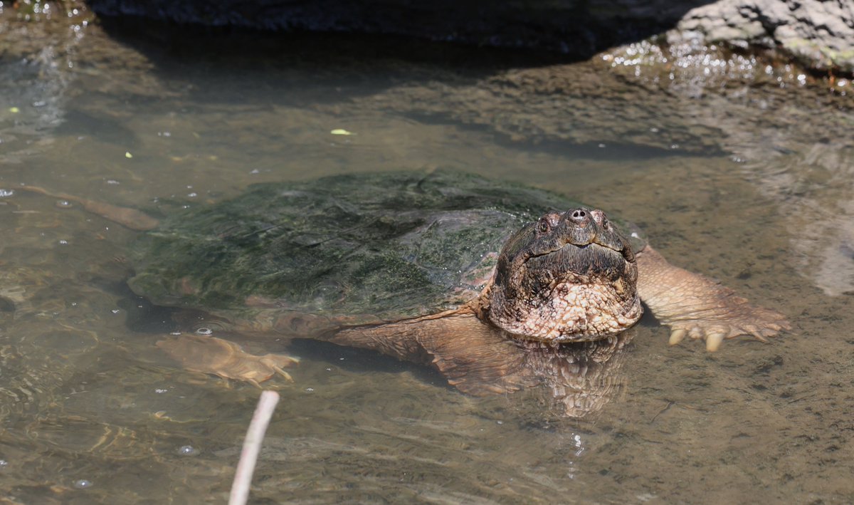 turtlelovesyam's tweet photo. Very much not a bird:) This snapping turtle seen at the Loch today, enjoying the waterfall and the warm weather. #nature #naturephotography #turtles #turtlesoftwitter #CentralPark https://t.co/DTLxRRei7p