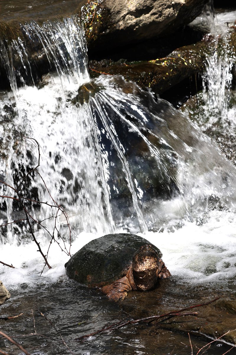 turtlelovesyam's tweet photo. Very much not a bird:) This snapping turtle seen at the Loch today, enjoying the waterfall and the warm weather. #nature #naturephotography #turtles #turtlesoftwitter #CentralPark https://t.co/DTLxRRei7p