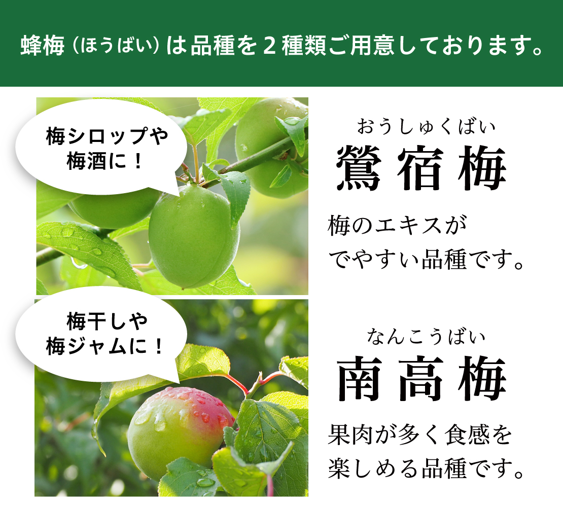 おはブーン🐝☀️
春らんまんの熊本では、梅の実が順調に成長中✨

この梅の実は、熊本県山鹿市の自社梅園でぼくたちミツバチが受粉のお手伝いをした、果肉量の多い良質な梅なんだよ♪

「蜂梅（ほうばい）」という名で、ただいま予約販売中！

詳しくはこちらをチェック🌟→bit.ly/440cXiS