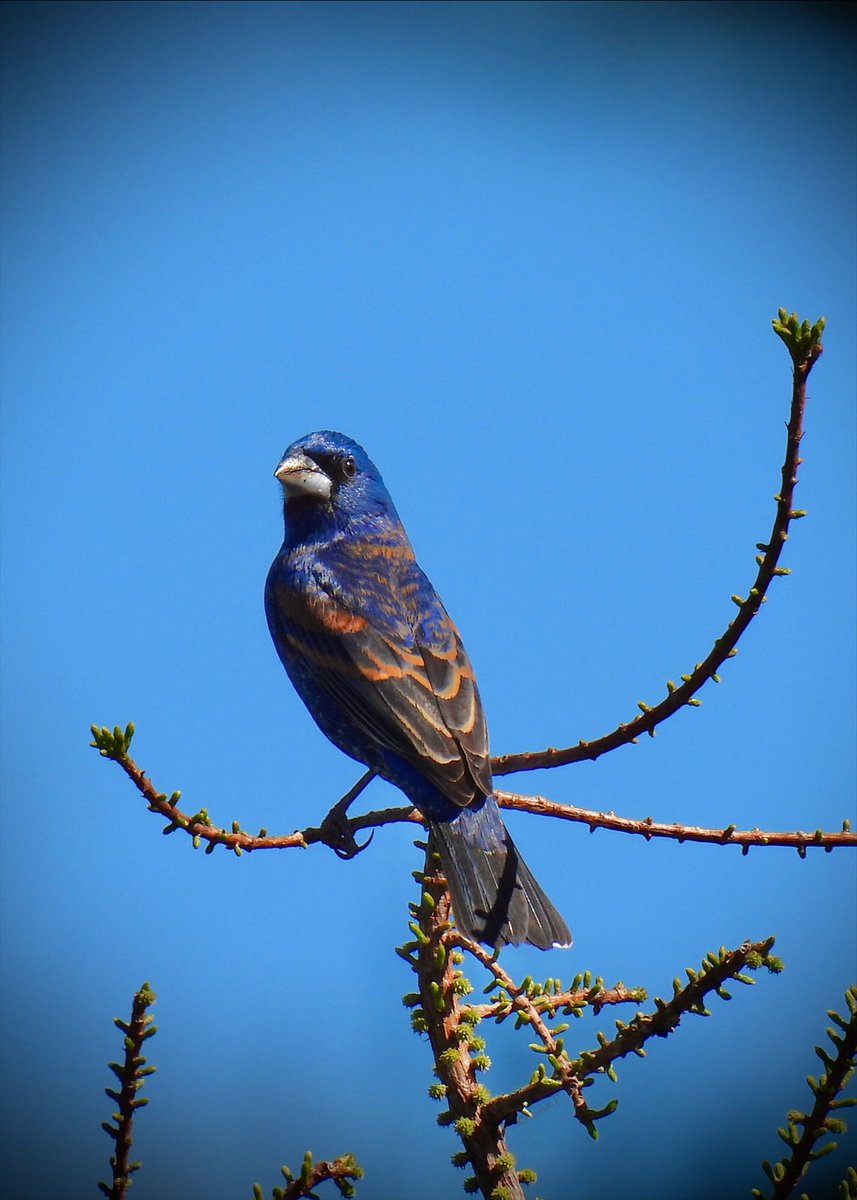 #BlueGrosbeak seen today @GreenWoodHF @BirdBrklyn