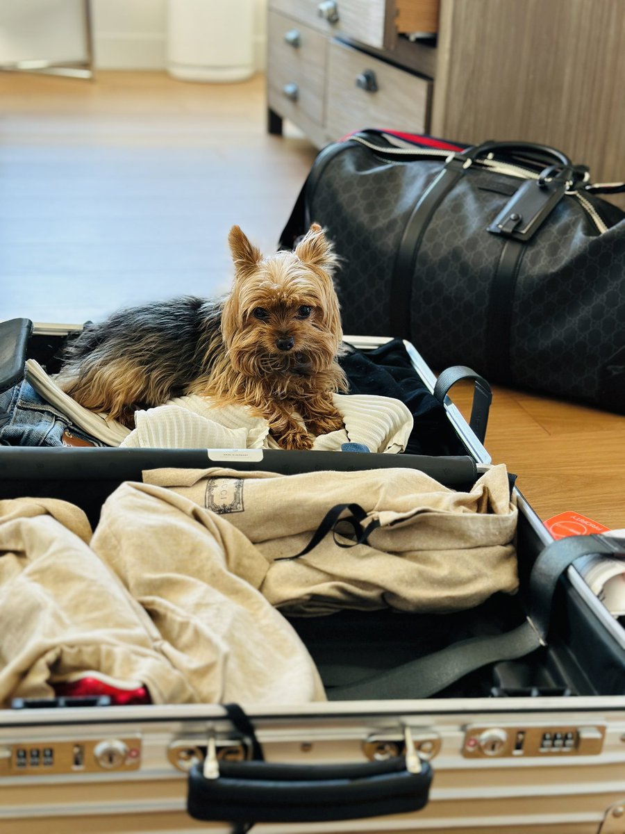 Trying to unpack from #AERA24 but Tiger seems to think I’m leaving again.