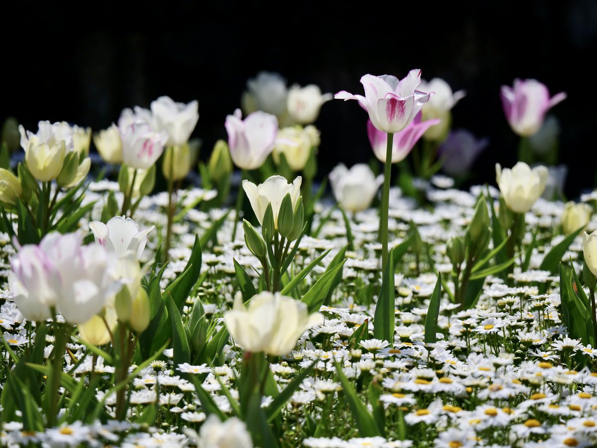 チューリップ満開

おはようございます～(*^-^*)

快晴☀️

#チューリップ 

#TLをお花でいっぱいにしよう
#花写真

#国営讃岐まんのう公園

#LUMIX  #G9PRO  #チームm43