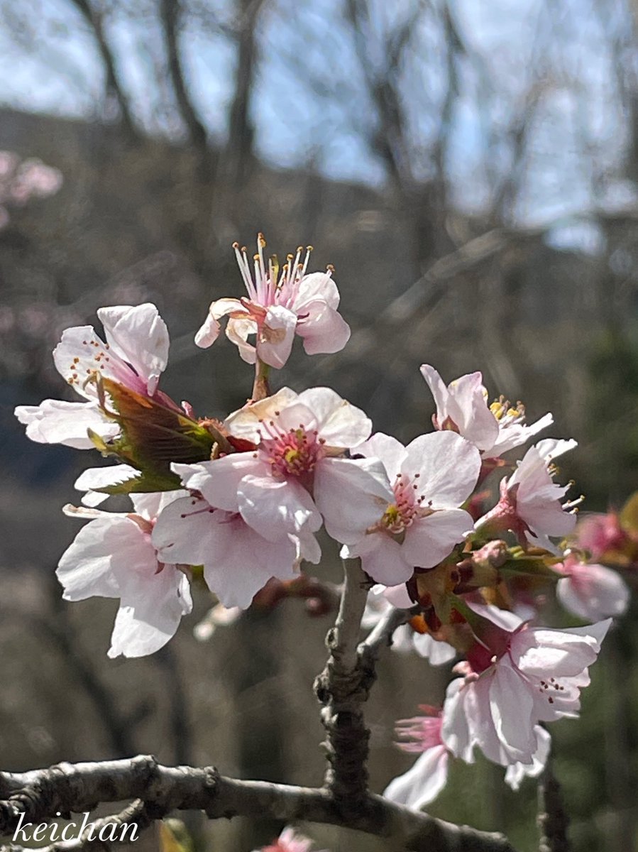 箱根湿生花園③
桜🌸も品種によって特徴があって綺麗ですね