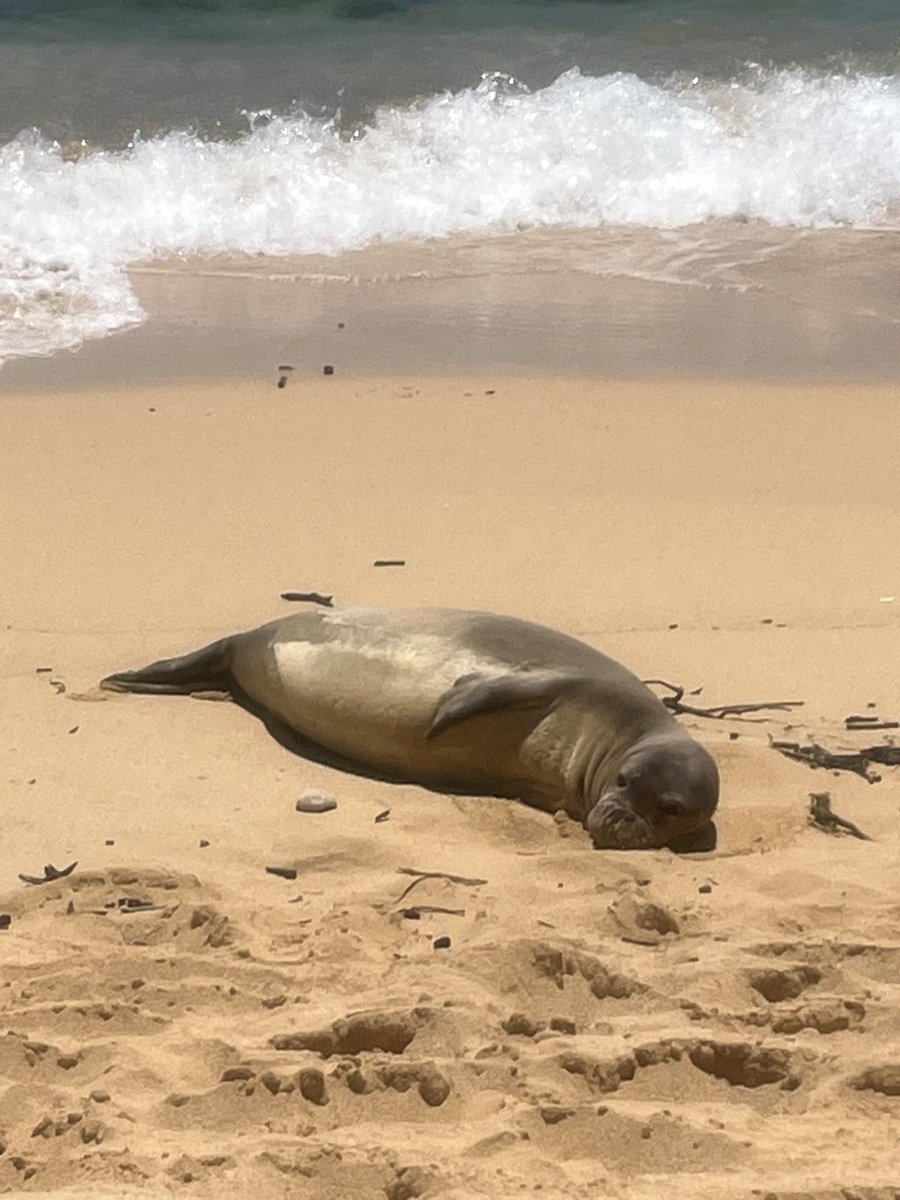 Today’s biggest wildlife sighting was this Hawaiian Monk Seal who was sunbathing on the beach. Hawaiian Monk Seals are endangered, so we were lucky to see him. 😊🦭❤️