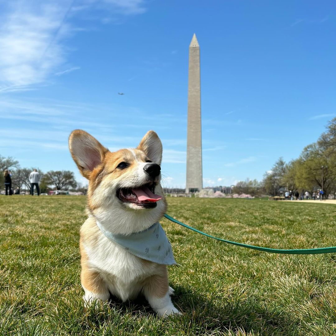 scarfandtail's tweet photo. Tobi's look sure is on point today 😇⁠
⁠
See what we did there? 👀 We love @ tobi_the_dcorgi 's radiance in this shot! Pure joy in his Trees at Twilight Bandana from our Dreamy Tones Collection! https://t.co/VJvVIfDwIw