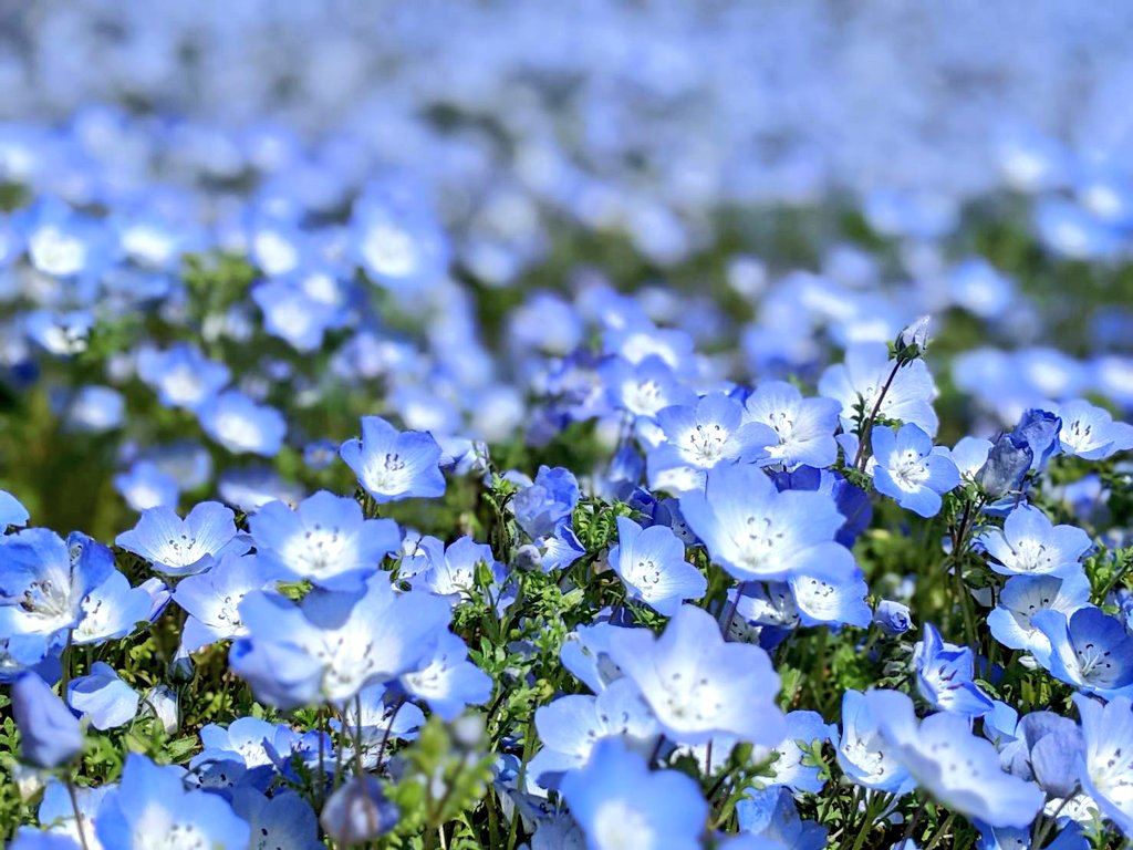 百花繚乱😊
（3.14）岐阜県 可児市 ぎふワールド・ローズガーデン
#花好きな人と繋がりたい #花のある暮らし #TLを花でいっぱいにしょう