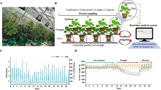 Integrative phenomic-transcriptomic study reveals contrasting leaf water use behaviors in vegetable soybean and cowpea under root drought. 🌱 #plantphysiology @OxfordJournals 
Details:academic.oup.com/hr/article/10/…