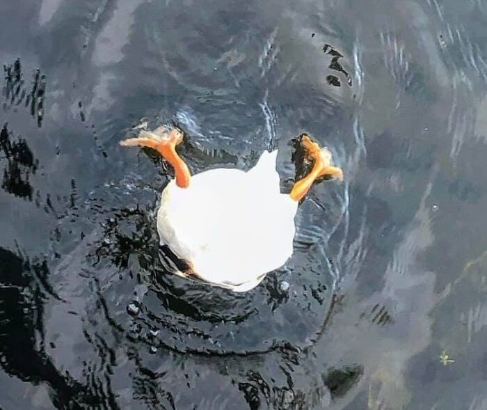 Sometimes Frederick isn't the most graceful duck in the pond but he does beat them all in the personality department. Goodnight my dears. As always, I wish you all lovely dreams of whatever it is you like best. ✨