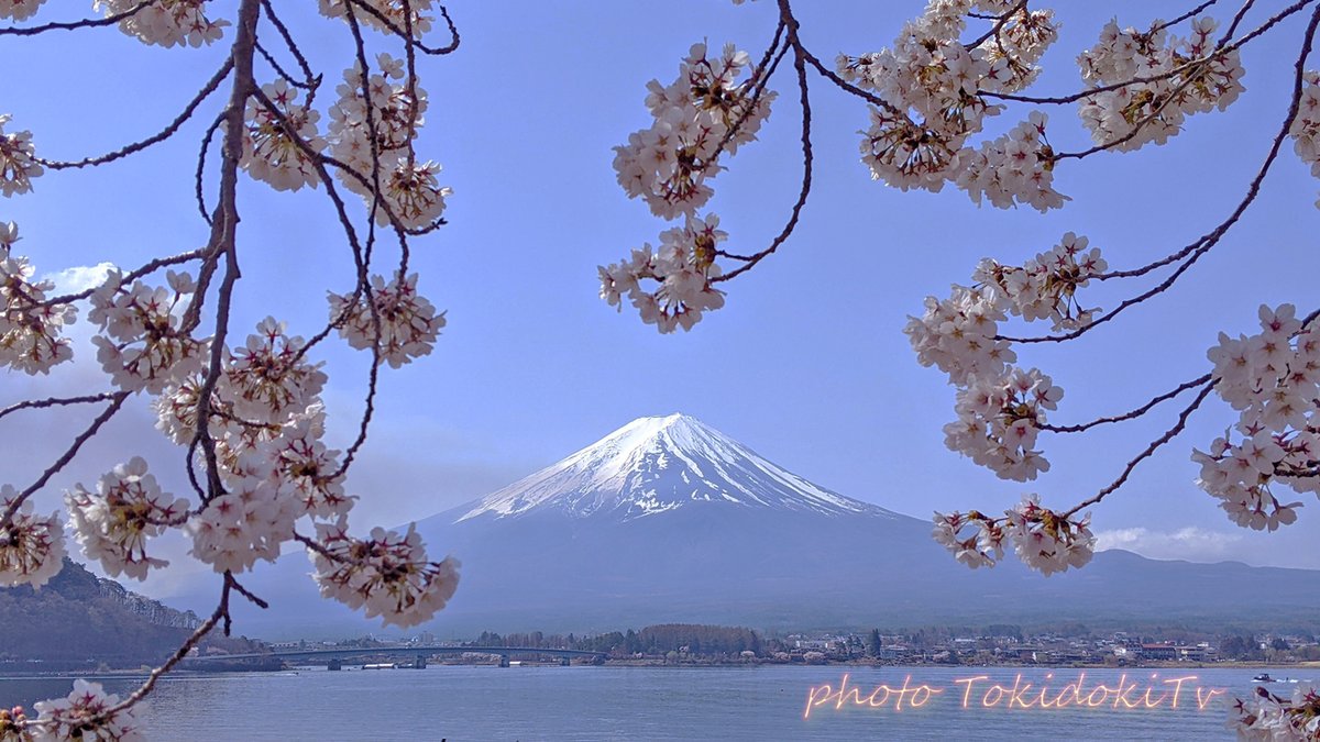 TokidokiTv2's tweet photo. 4月16日(火)、薄っすら雲が広がる横浜方面です！
おはようです🎶
河口湖の桜祭り、混雑して中々撮影が出来ませんでしたが、どうにか写真はＧＥＴ🌸

ただ２時間程でいる意味がなくなり、どうせならと、三浦半島に逆戻りｗ
キツかったけど、花見と釣りキャンプを満喫出来ました😆
皆様、良い１日を！ https://t.co/0sbejf9Tze