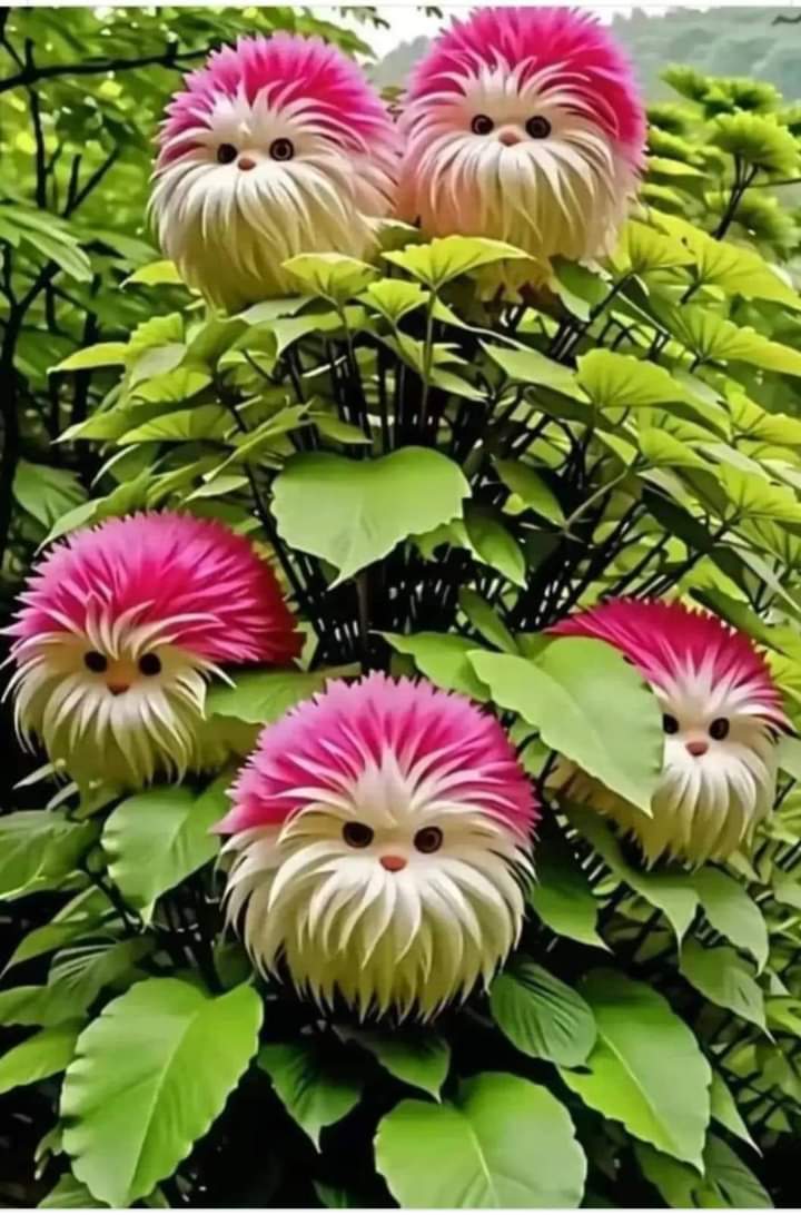 Rare cat flowers 💚🤍🩷💚