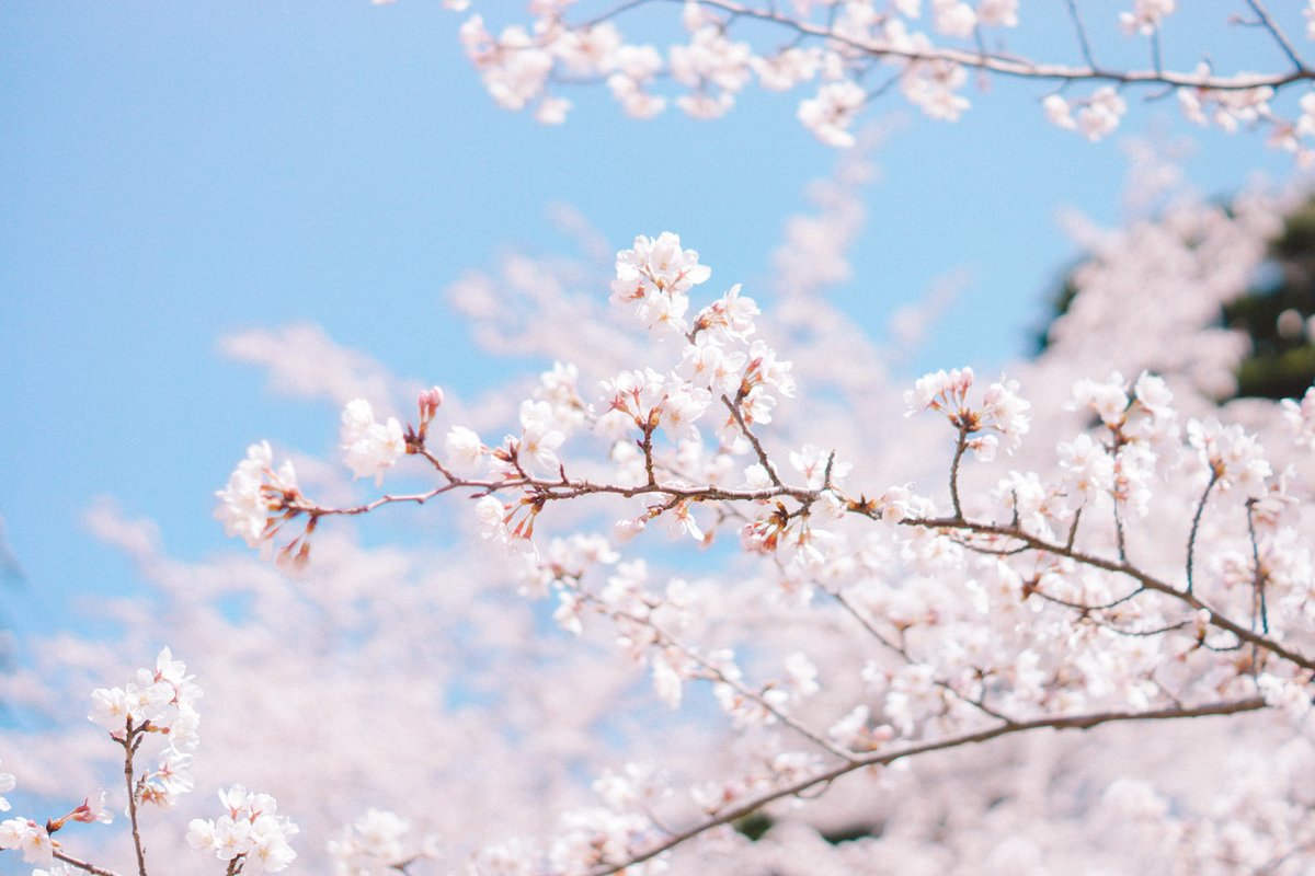 今年は桜撮りに行けずじまいだったので3年前の輪島の桜🌸