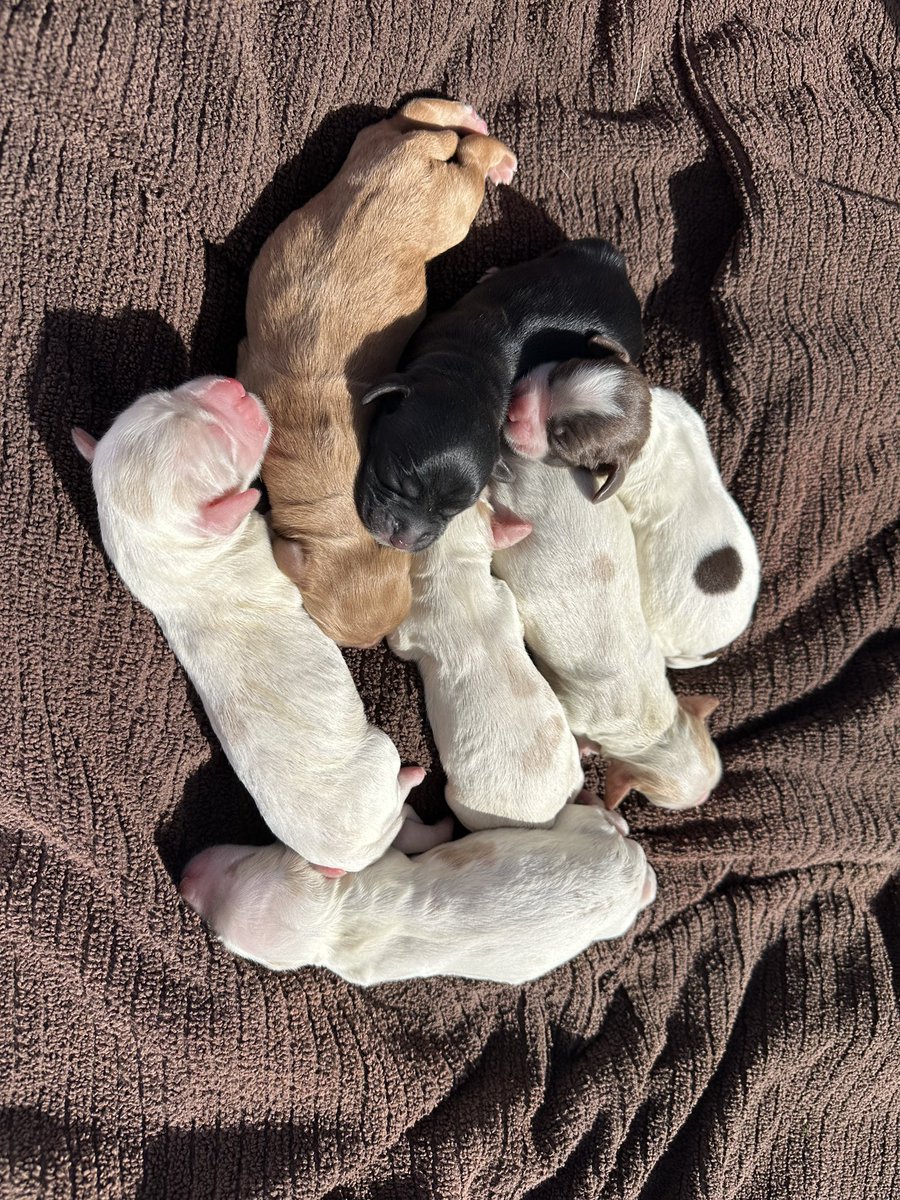 TheRealDMcQueen's tweet image. ~REGISTERED AKC ENGLISH COCKER SPANIEL PUPPIES~
A PROVEN *OUTSTANDING* PEDIGREE
THESE DOGS ARE THE BEST OF BOTH WORLDS! THEY WILL BE YOUR BEST HUNTING COMPAINION &amp;amp; A SWEET DOG FOR THE FAMIL
ACT FAST
#dogsofgundogcentral #puppiesforsale #litterannoucement #huntingdogsforsale