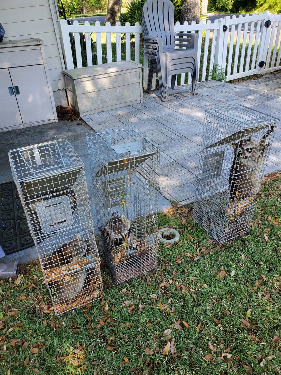 WildlifeWarden_'s tweet image. 🦝🌿 Big news from Wildlife Warden! 🌿🦝

We safely relocated 3 attic raccoons to our sanctuary! 🌳 Need help? 📞 904-862-7777

#WildlifeWarden #RaccoonRescue #SafeRelocation
