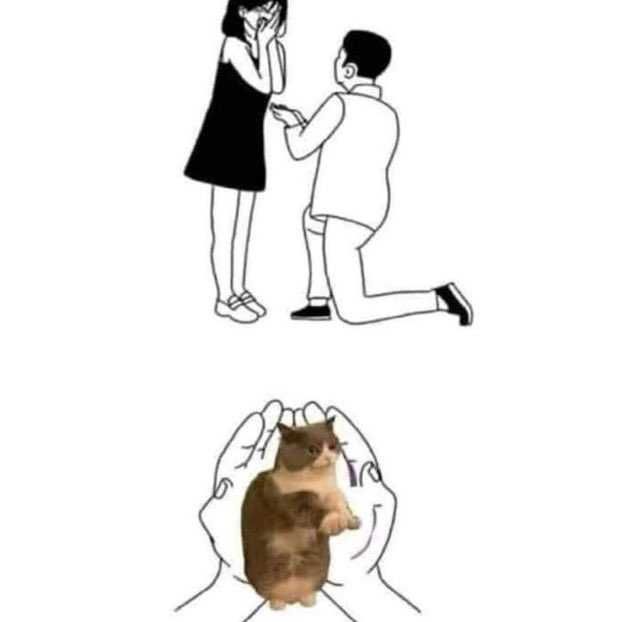 ShouldHaveCat's tweet photo. Will you meowrry me? https://t.co/tdare7bOkf