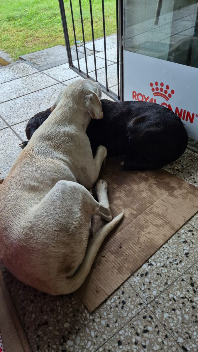 ____kta____'s tweet photo. La maldad humana es algo que no va a dejar de sorprenderme nunca. 
Los tiraron, corrieron hasta que sus patitas no dieron mas. Les dimos comida y un espacio para descansar.
Necesitamos transito (mejor sería adopción pero con tal que no esten en la calle, todo me sirve) https://t.co/KfJxv4Vous