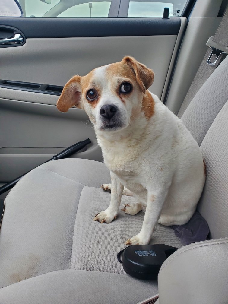 DesertBoots1977's tweet photo. Had to say goodbye to my beautiful pup Ginger yesterday. I miss her so much!
She comforted me through so many trials in my life. Most importantly, she brought so much joy to everyone that loves her. She was my girl. 😥💔 https://t.co/gNbJqlhYAC