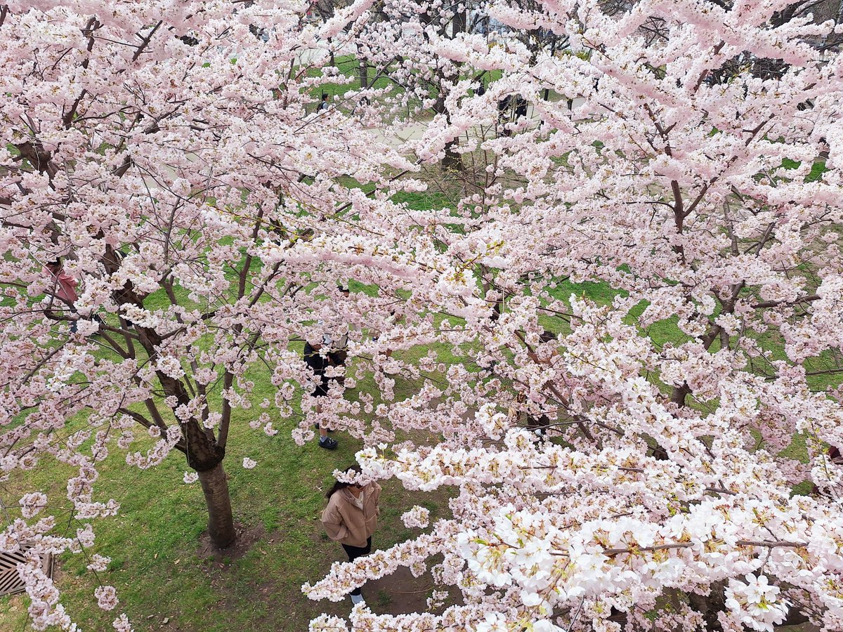 ThisIsHKim's tweet photo. 🌸The #cherryblossoms near #RobartsLibrary are in full bloom, and it's a sight not to be missed! According to local news, next Monday might be the peak, so make sure to catch it if you're on campus.🌸
@UofT @uoftlibraries https://t.co/5oYRevEYiW