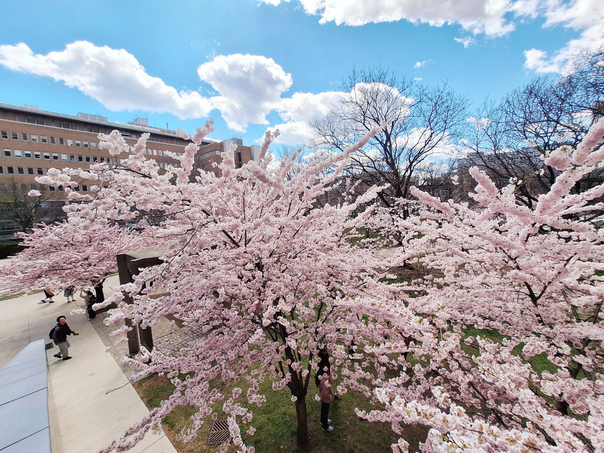 🌸The #cherryblossoms near #RobartsLibrary are in full bloom, and it's a sight not to be missed! According to local news, next Monday might be the peak, so make sure to catch it if you're on campus.🌸 @UofT @uoftlibraries