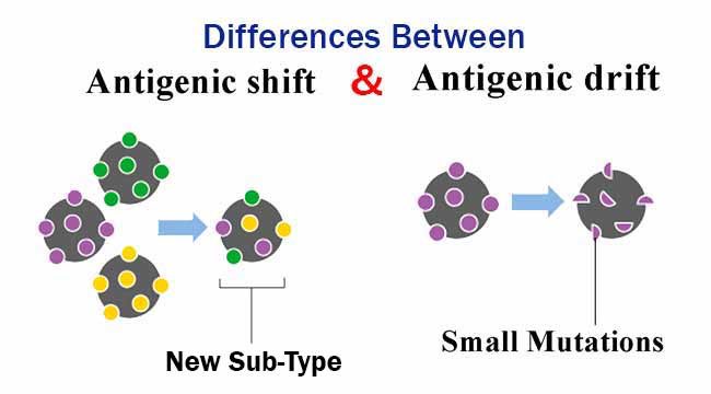 Antigenic Shift and Antigenic Drift: