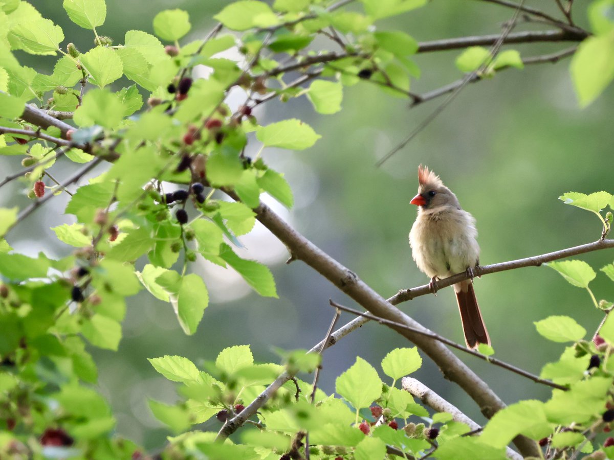 Monday mood #cardinal